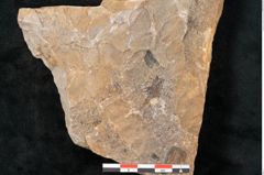Foto (Detailansicht) von Neuropteris auriculata Brongniart (NHMW-GEO-2024-0188-10669)